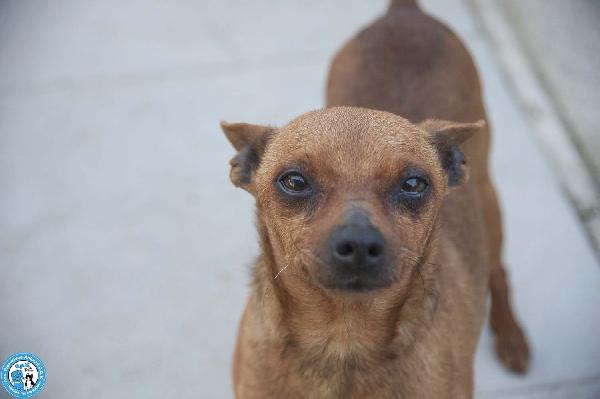 Tuono: 5 chili di personalità e un cuore da riparare Foto 4